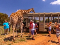 Lion & Safari Park